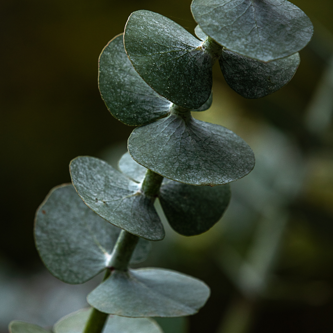 Eucalyptus + Peppermint Essential Oil Blend