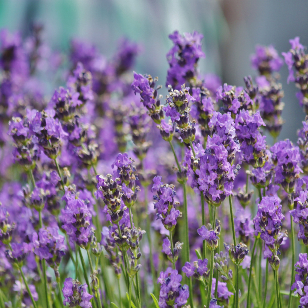 Lavender + Lemongrass Essential Oil Blend
