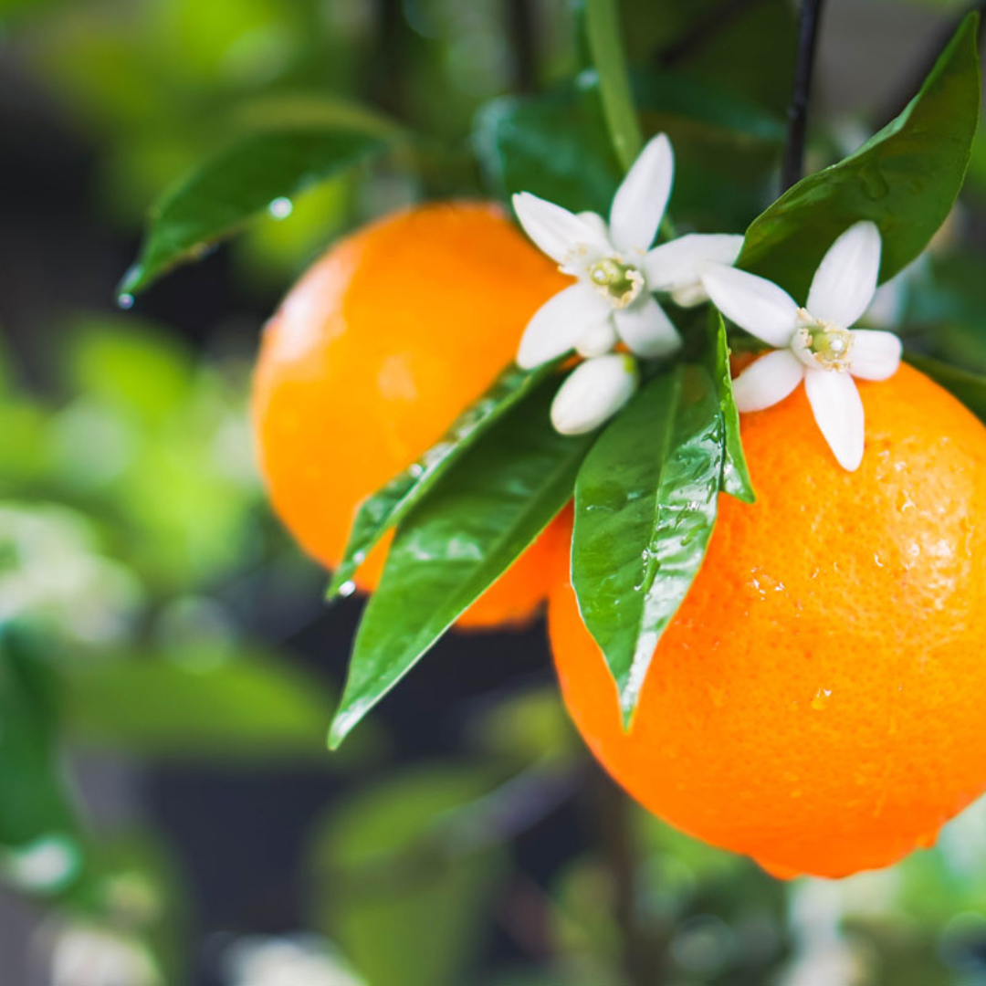 Solstice Fragrance Oil